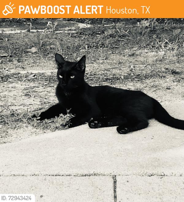 Found/Stray Unknown Cat last seen Dennys and Twin Peak, Houston, TX 77040