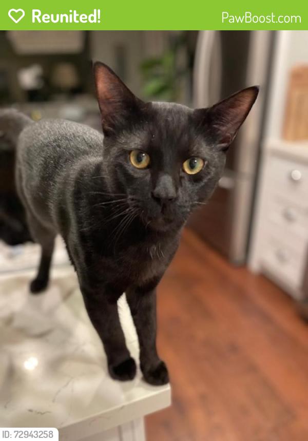 Reunited Male Cat last seen Steveann Street and Ellinwood, Torrance, CA 90503