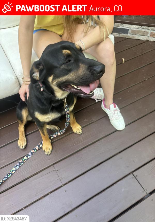 Lost Male Dog last seen Near minutes from Stanley marketplace, Aurora, CO 80010