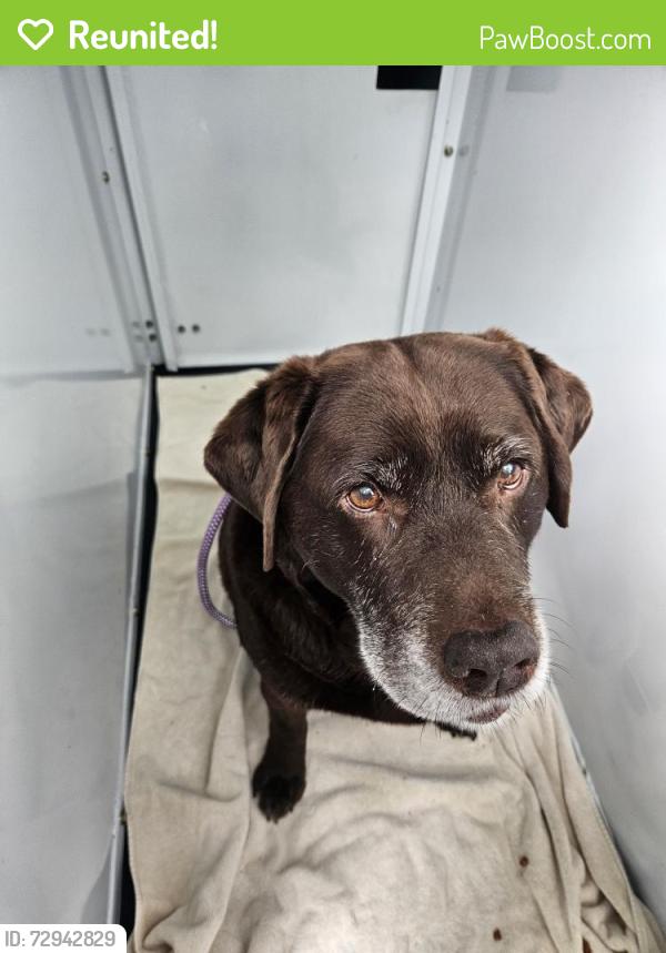 Reunited Female Dog last seen Near W 15th Av, Vancouver, BC V6J 2K9
