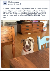 Reunited Female Dog last seen Palmer & Tyler Street, Glendale, CA 91205