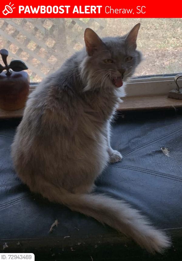 Lost Female Cat last seen Bridlewood Neighborhood Cheraw SC, Cheraw, SC 29520