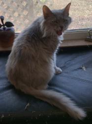 Lost Female Cat last seen Bridlewood Neighborhood Cheraw SC, Cheraw, SC 29520