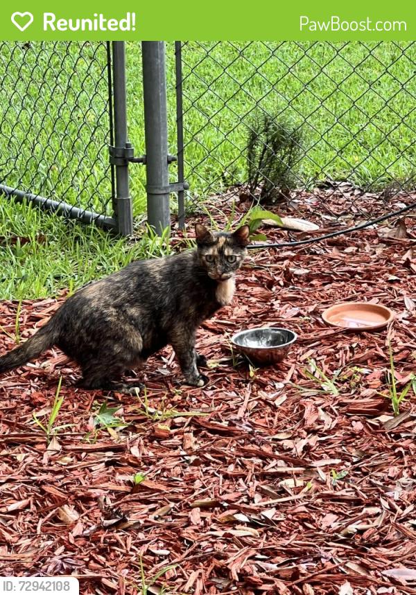 Reunited Female Cat last seen San Luis Ridge , Tallahassee, FL 32304