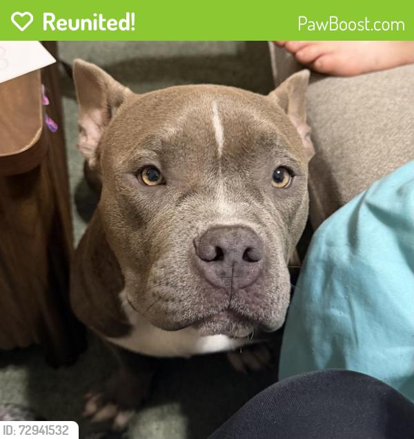 Reunited Male Dog last seen Bridgestone West Roserock Lane, Harris County, TX 77388