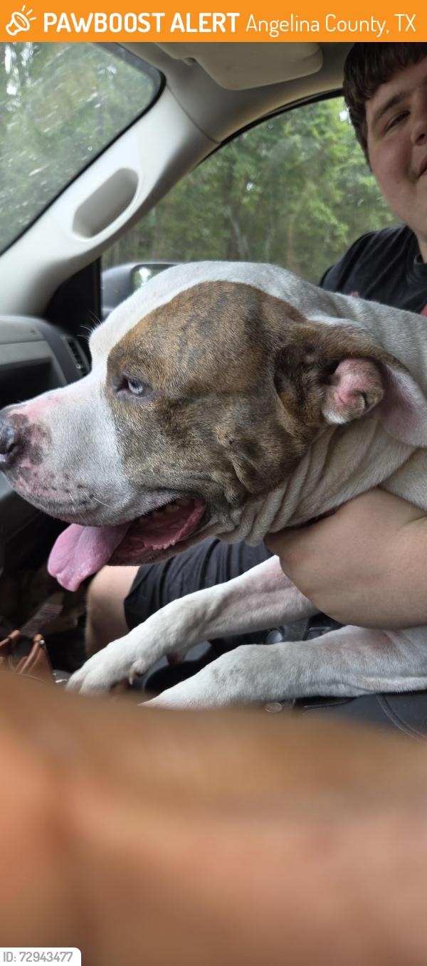 Found/Stray Male Dog last seen Blackburn Switch and Ben Dunn, Angelina County, TX 75904