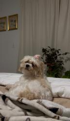 Lost Female Dog last seen Gould, Goulds, FL 33170