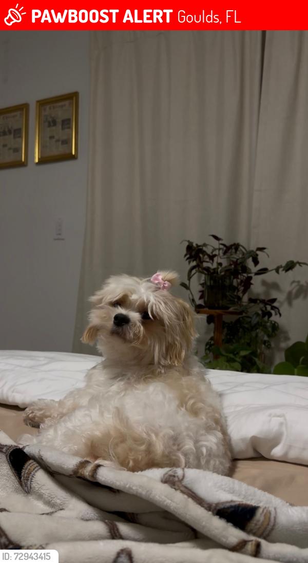 Lost Female Dog last seen Gould, Goulds, FL 33170