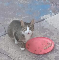 Found/Stray Unknown Cat last seen Near S 6th Street & Cantrell Alley , Philadelphia, PA 19148
