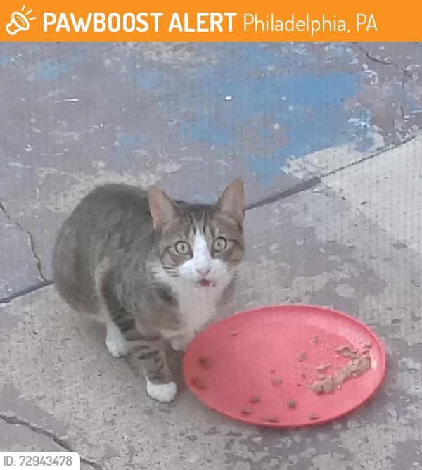 Found/Stray Unknown Cat last seen Near S 6th Street & Cantrell Alley , Philadelphia, PA 19148