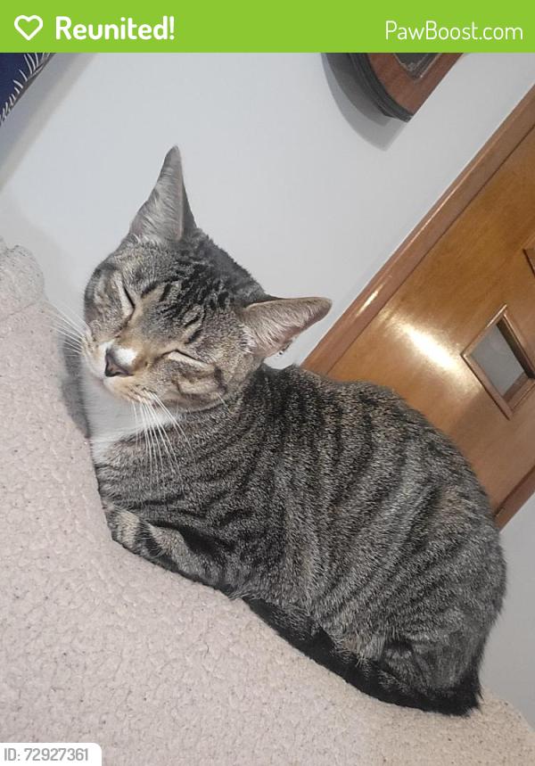 Reunited Male Cat last seen S. Beech st Manchester NH, Manchester, NH 03103