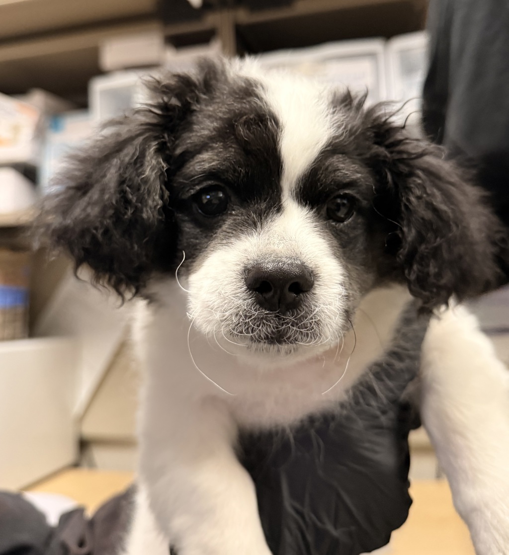 Shelter Stray Male Dog last seen Mollison Avenue, El Cajon, CA, 92021, San Diego, CA 92110