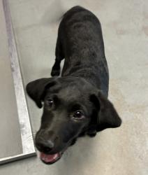 Shelter Stray Male Dog last seen Near S State Street, MILLCREEK, UT, 84107, Taylorsville, UT 84123