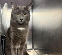 Shelter Stray Male Cat last seen NEW YORK, NY, 10029, New York, NY 10029