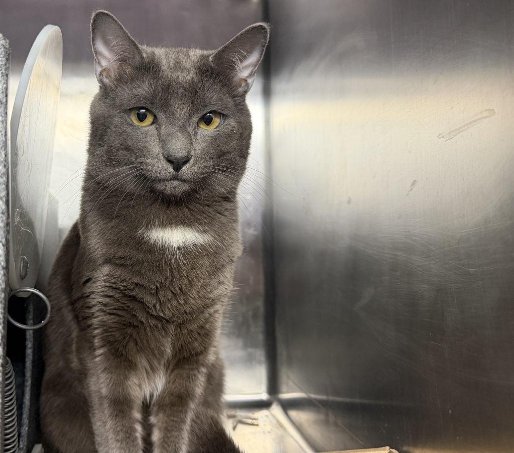 Shelter Stray Male Cat last seen NEW YORK, NY, 10029, New York, NY 10029