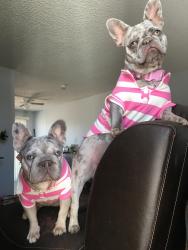 Lost Female Dog last seen Near e Sun valley Dr , Las Vegas, NV 89121
