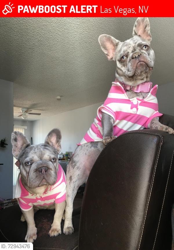 Lost Female Dog last seen Near e Sun valley Dr , Las Vegas, NV 89121