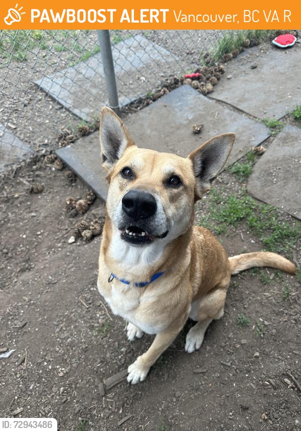 Found/Stray Male Dog last seen Heatley Ave & Hastings St, Vancouver, BC V6A 1R1