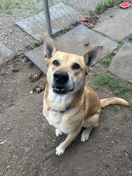 Found/Stray Male Dog last seen Heatley Ave & Hastings St, Vancouver, BC V6A 1R1