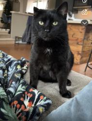 Reunited Male Cat last seen 169th and springmill , Westfield, IN 46074