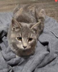 Reunited Female Cat last seen Pershing Avenue, District Justice Office, Lebanon, PA 17042