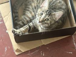 Lost Female Cat last seen 3rd and tree, Philadelphia, PA 19148
