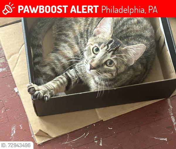 Lost Female Cat last seen 3rd and tree, Philadelphia, PA 19148