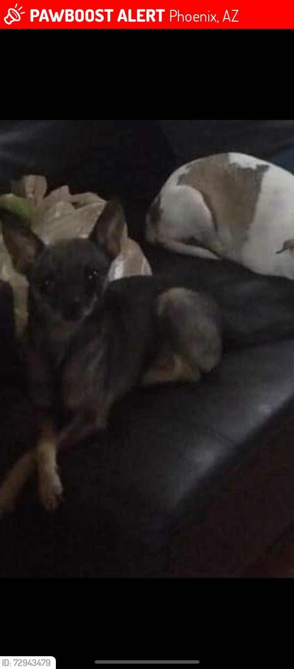 Lost Female Dog last seen 40th st and McDowell , Phoenix, AZ 85008