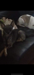 Lost Female Dog last seen 40th st and McDowell , Phoenix, AZ 85008