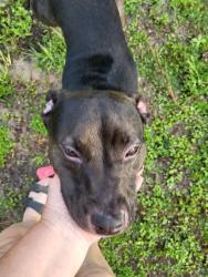 Reunited Female Dog last seen N. Croft Ave. And East Crown Ct, Hernando, FL 34453