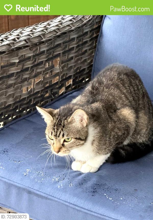Reunited Unknown Cat last seen Pagewood dr and Chevy Chase, Denton, TX 76207