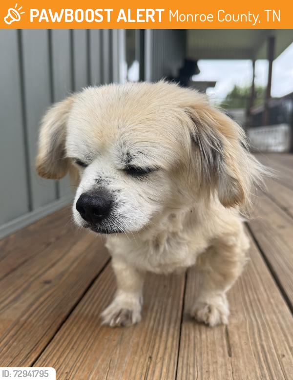 Found/Stray Male Dog last seen Sweetwater/Vonore Rd and Hawkins Rd, Sweetwater, TN 37874