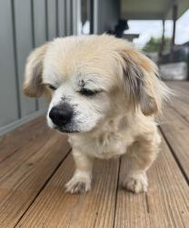 Found/Stray Male Dog last seen Sweetwater/Vonore Rd and Hawkins Rd, Sweetwater, TN 37874