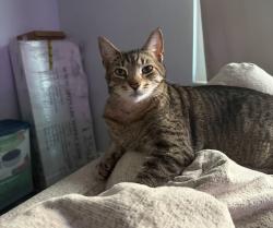 Lost Male Cat last seen Tyrone Blvd, St. Petersburg, FL 33710