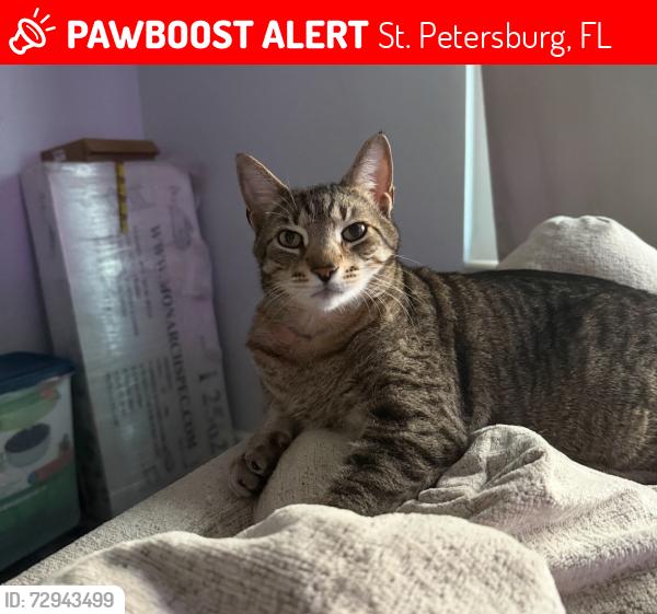 Lost Male Cat last seen Tyrone Blvd, St. Petersburg, FL 33710