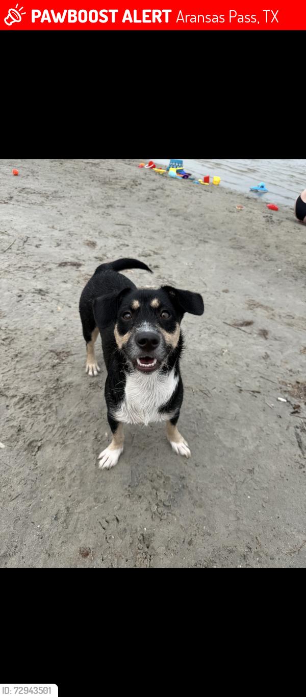 Lost Female Dog last seen Rabbit run road, Aransas Pass, TX 78336
