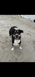 Lost Female Dog last seen Rabbit run road, Aransas Pass, TX 78336