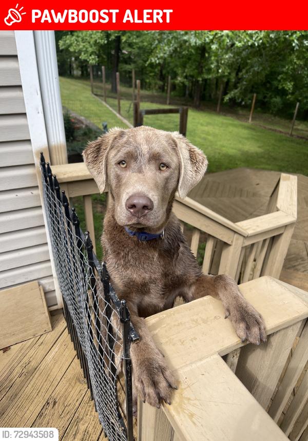 Lost Male Dog last seen James Rd, North Little Rock, AR 72118