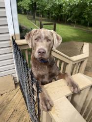 Lost Male Dog last seen James Rd, North Little Rock, AR 72118