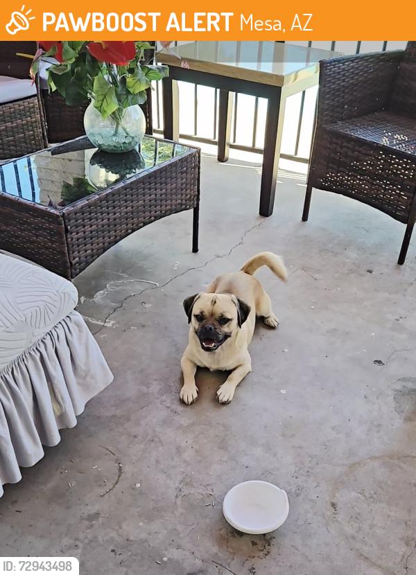 Found/Stray Male Dog last seen Longmore and Carol Ave, Mesa, AZ 85202
