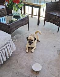 Found/Stray Male Dog last seen Longmore and Carol Ave, Mesa, AZ 85202