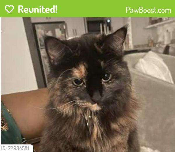 Reunited Female Cat last seen Washington Alley behind 2177 Jefferson St, Eugene, OR 97405