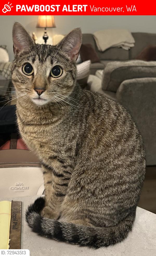 Lost Male Cat last seen Leverich Park apmts, Vancouver, WA 98663