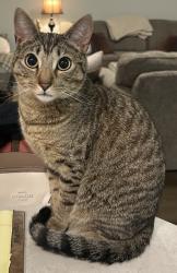 Lost Male Cat last seen Leverich Park apmts, Vancouver, WA 98663