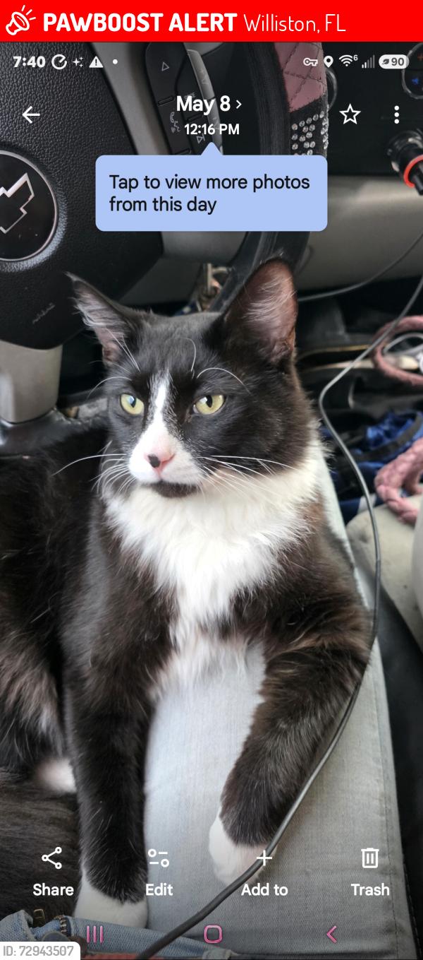 Lost Male Cat last seen Near Northwest 130th Street, Williston, FL, Williston, FL 32696