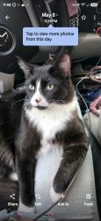 Lost Male Cat last seen Near Northwest 130th Street, Williston, FL, Williston, FL 32696