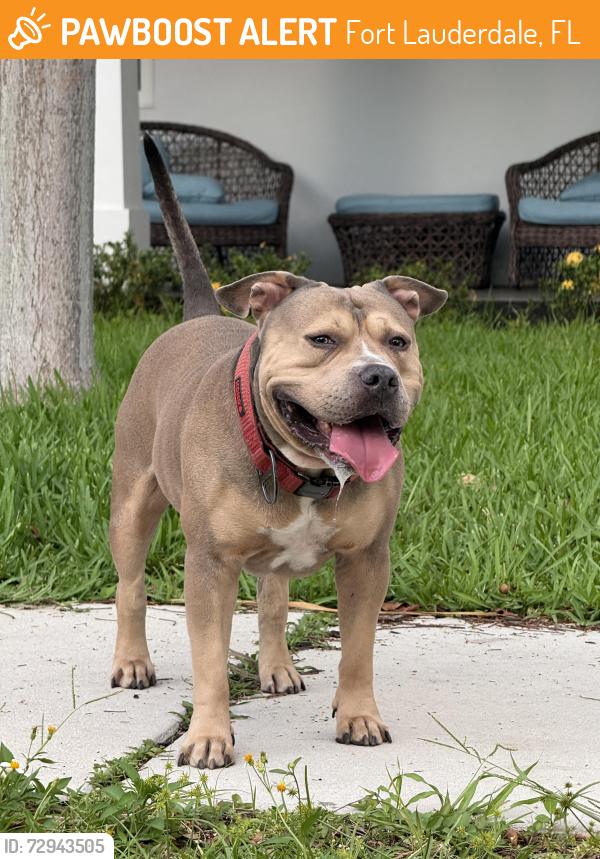 Found/Stray Male Dog last seen Near ne 12th ave, Fort Lauderdale, FL 33304