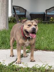 Found/Stray Male Dog last seen Near ne 12th ave, Fort Lauderdale, FL 33304