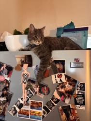 Lost Male Cat last seen Near Marmaduke Ave, St. Louis, MO 63139