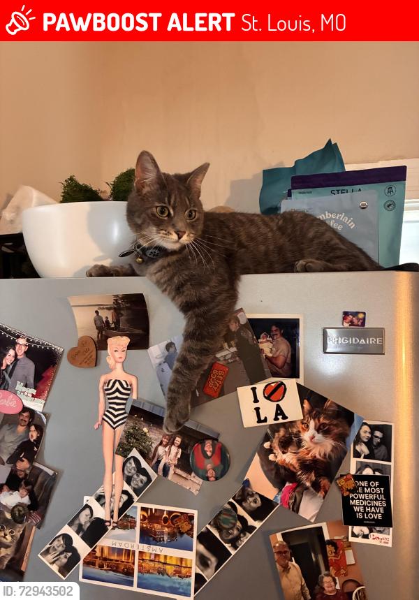 Lost Male Cat last seen Near Marmaduke Ave, St. Louis, MO 63139